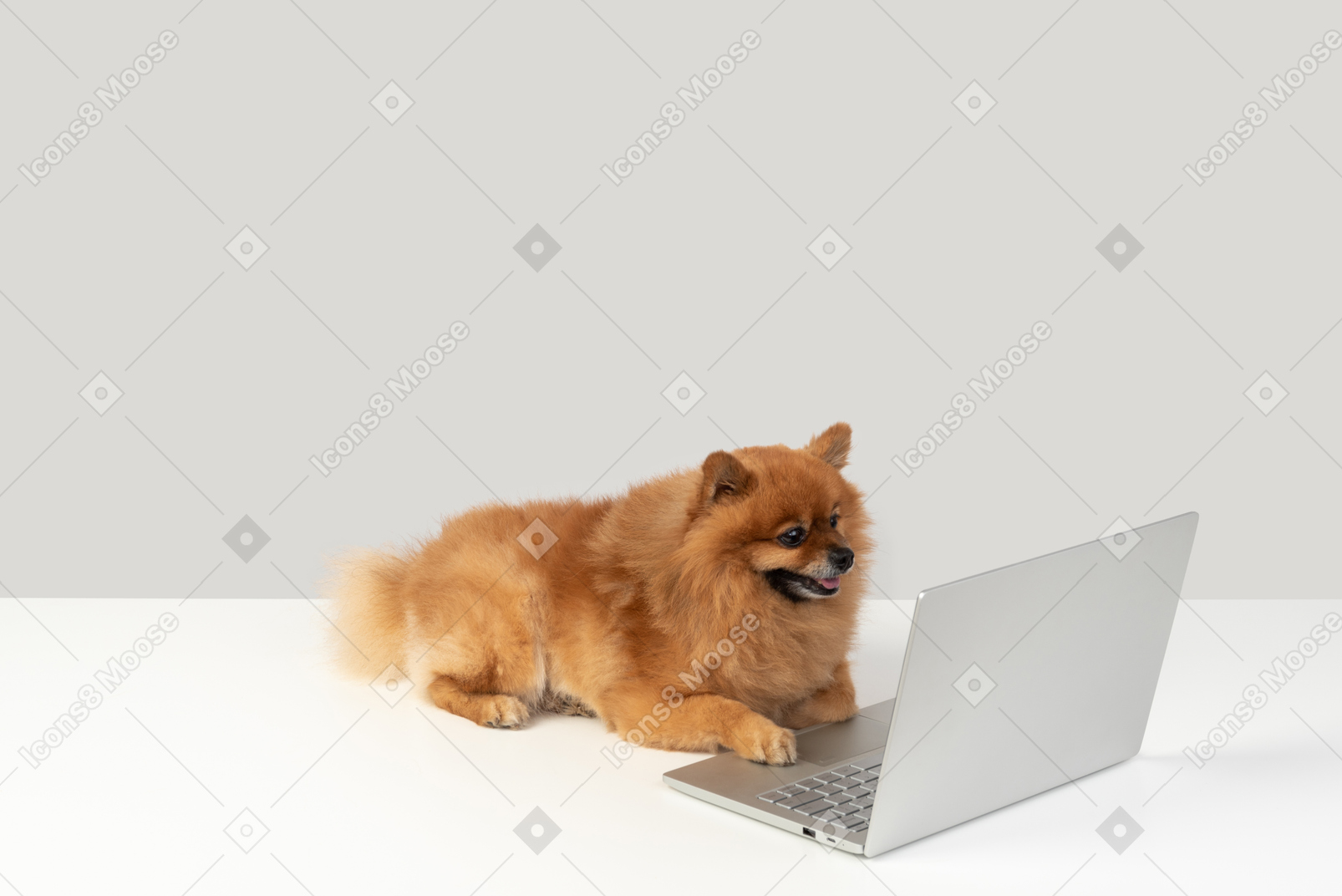 Anche i cani sono in tecnologia
