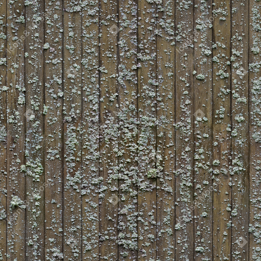 Vecchie tavole di legno con licheni