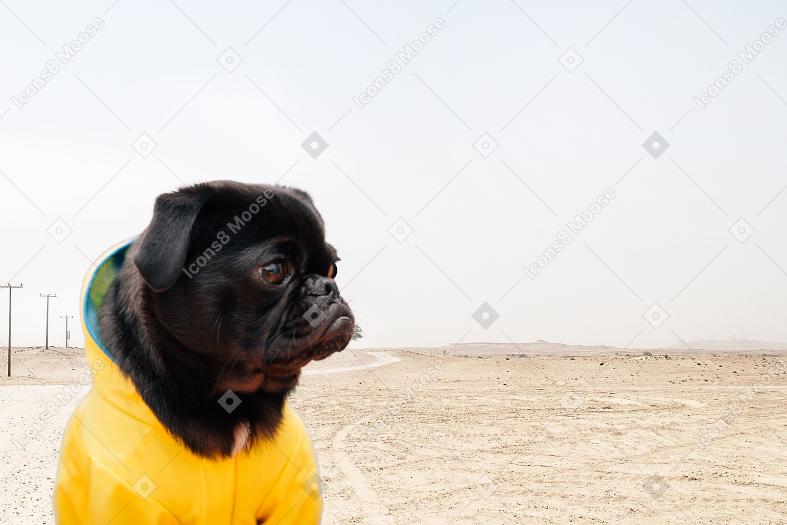Black pug standing in the desert