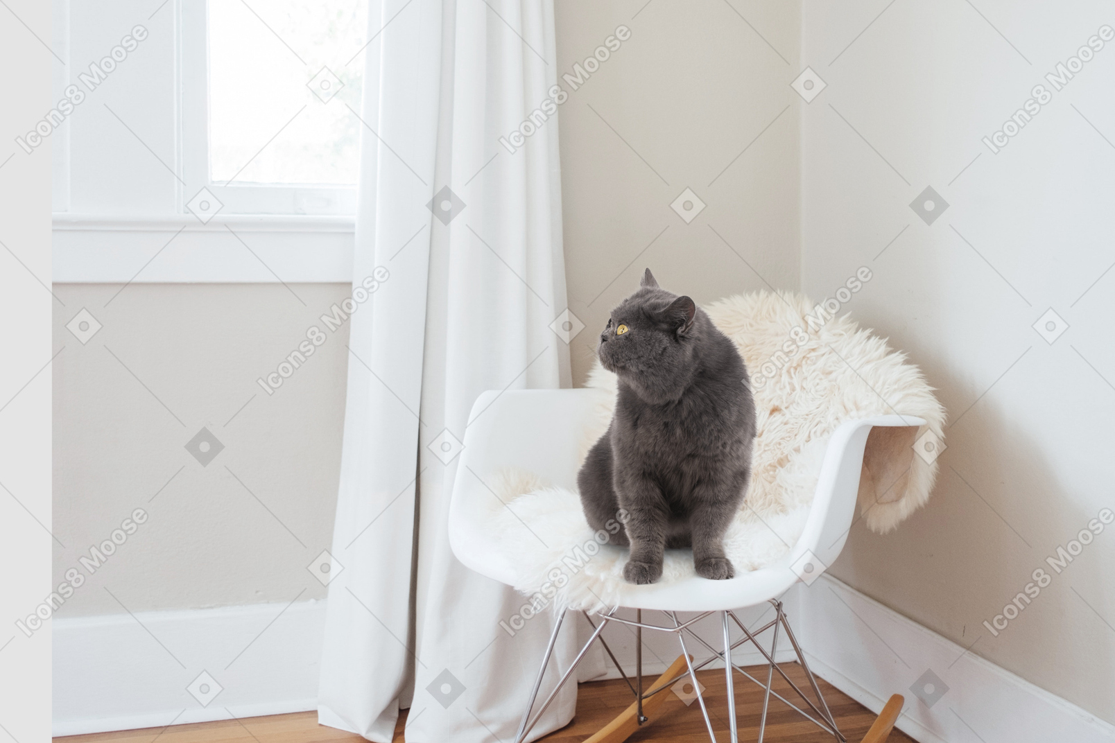 Um gato sentado em uma cadeira