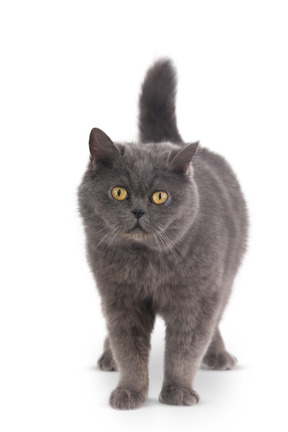 Grey cat standing on its four paws