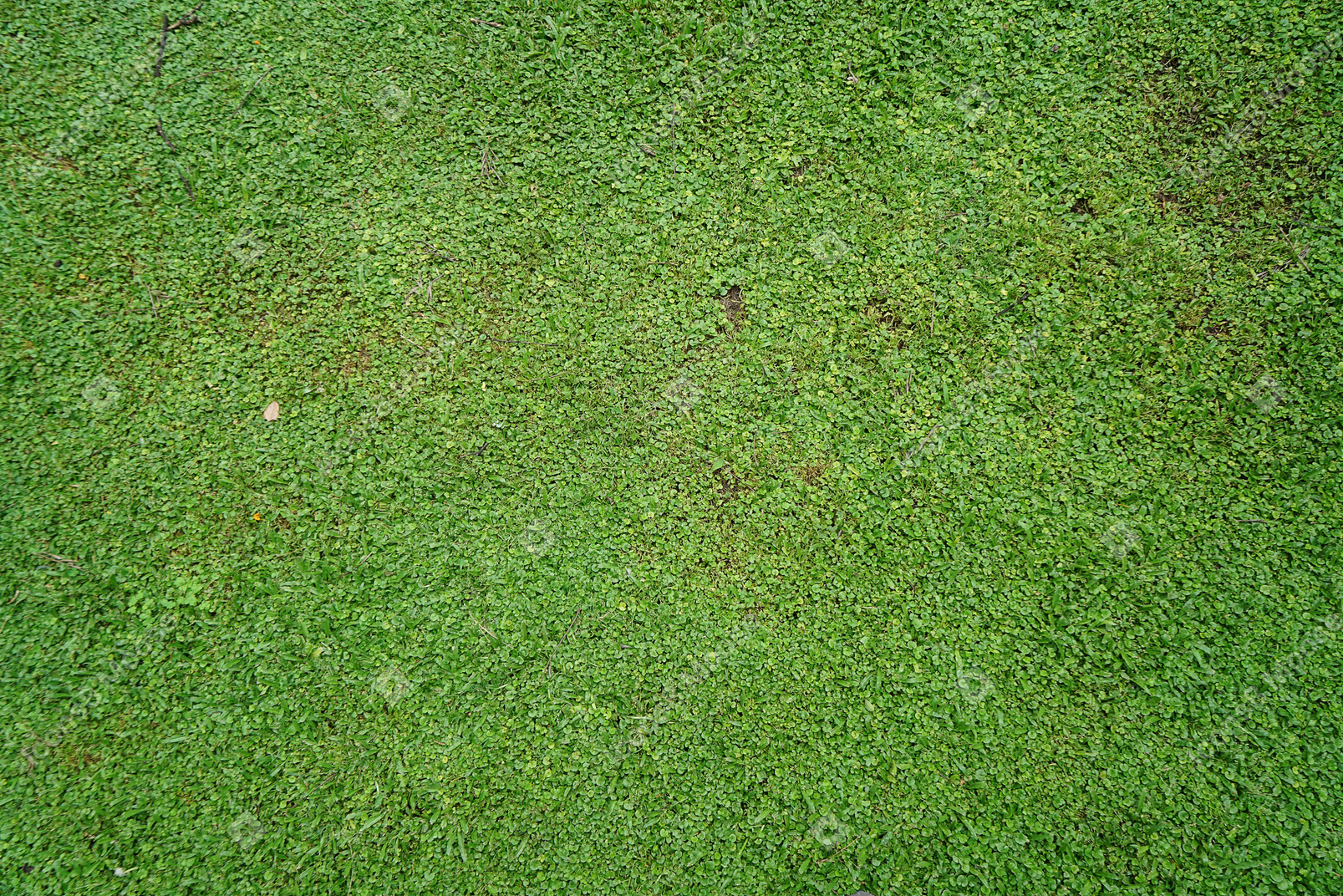 Teppich aus grünem gras