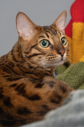 Focused bengal cat