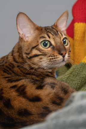 Fokussierte bengalkatze