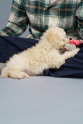 Close-up de um mestre em uma camisa xadrez e um pequeno poodle com um brinquedo