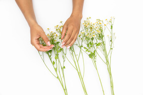 Femininas mãos segurando um galho de flor