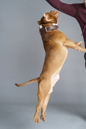 Seitenansicht einer braunen bulldogge mit einem hundehalsband, das mit meister spielt und springt