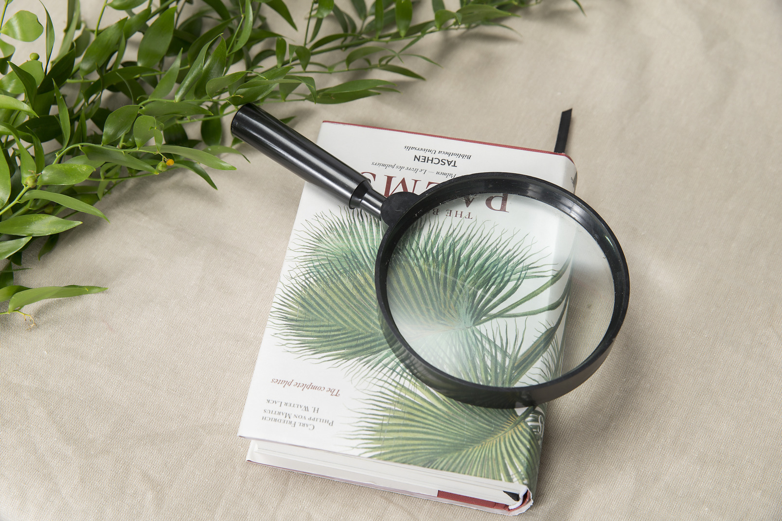 Magnifying glass, book and plant twig