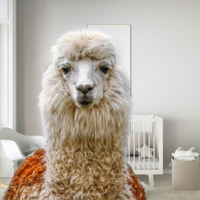 Llama in bedroom