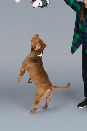 Vue de trois quarts arrière d'un bulldog brun sautant et attrapant un petit chien