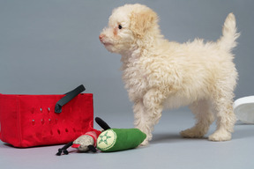 Vista lateral de um pequeno poodle entre os brinquedos isolados em cinza