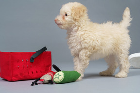 Vue latérale d'un petit caniche parmi les jouets isolés sur fond gris