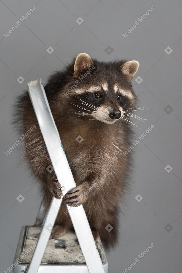 A cute raccoon on a stepladder