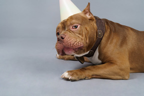Close-up a sad brown bulldog in a dog collar and cap looking suspiciously at camera