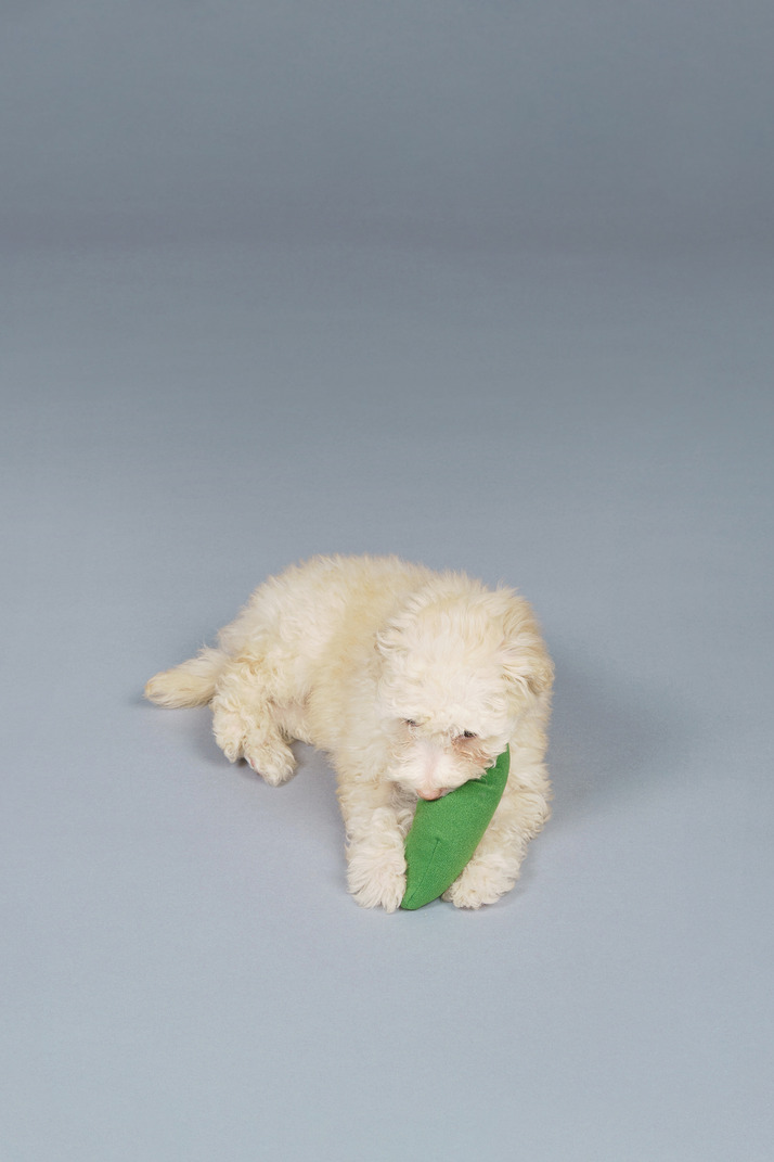 Full-length of a tiny poodle with a toy cucumber