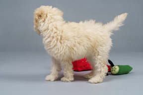 Side view of a tiny poodle among the toys isolated on gray