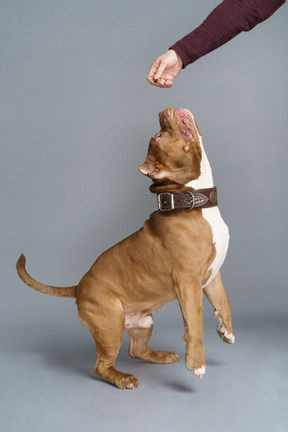 Seitenansicht einer braunen bulldogge mit einem hundehalsband, das mit meister spielt und springend, während schwanz hebt