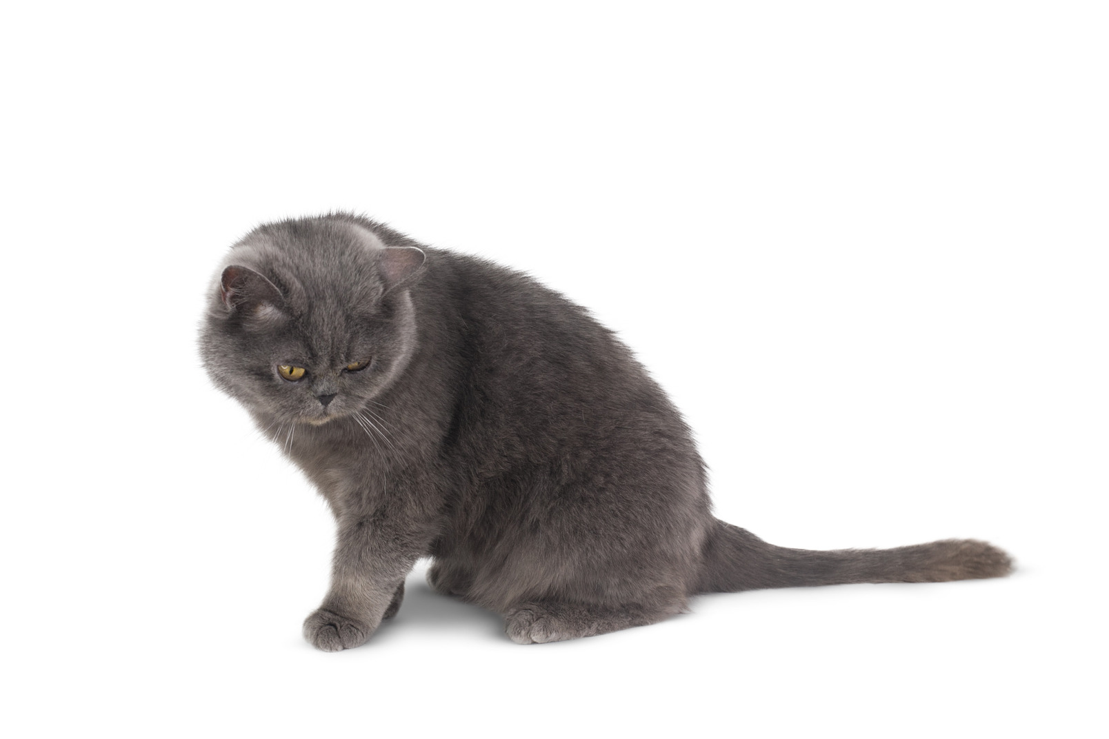 What a nice grey animal cat
