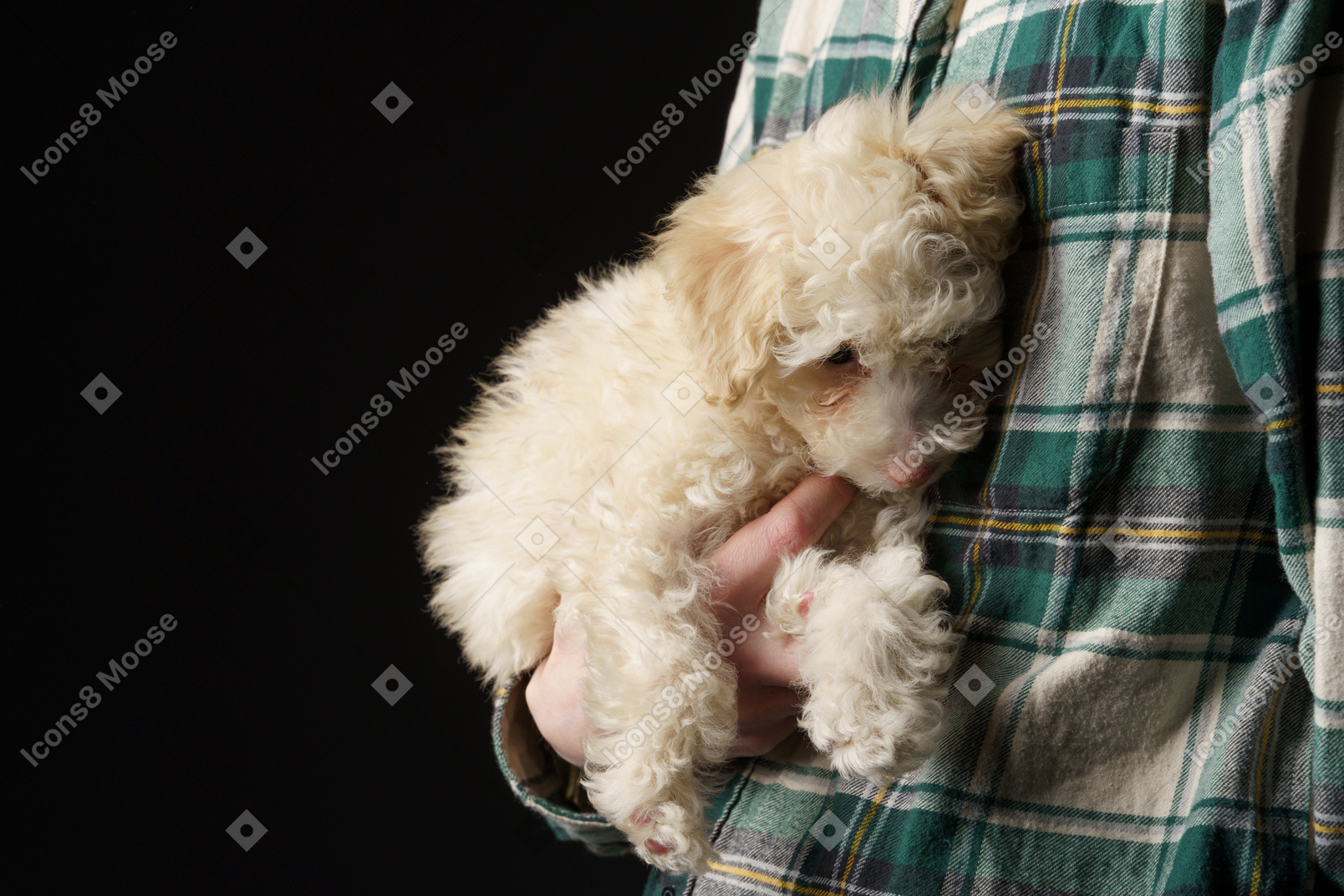 Close-up of a human in a checked shirt holding little poodle