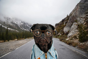 A black dog wearing glasses and a denim jacket