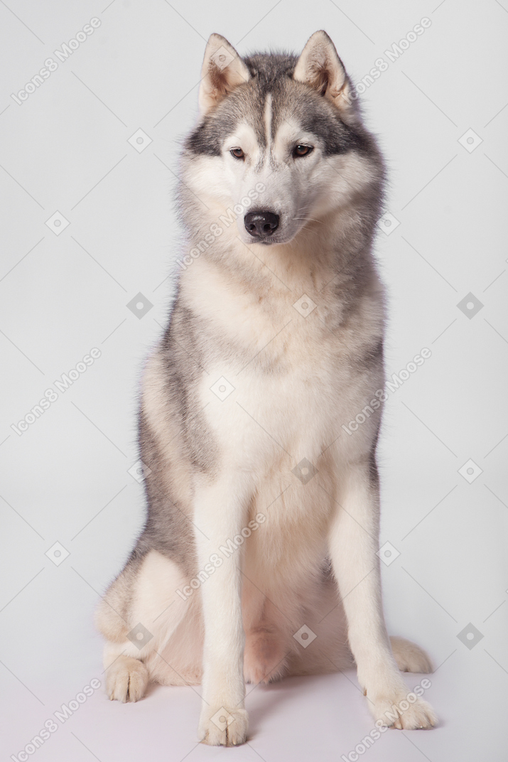 Arctic dog sitting