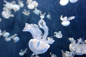 Animales