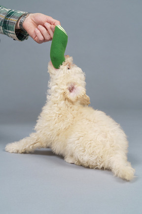 De cuerpo entero de un pequeño caniche que muerde un pepino de juguete