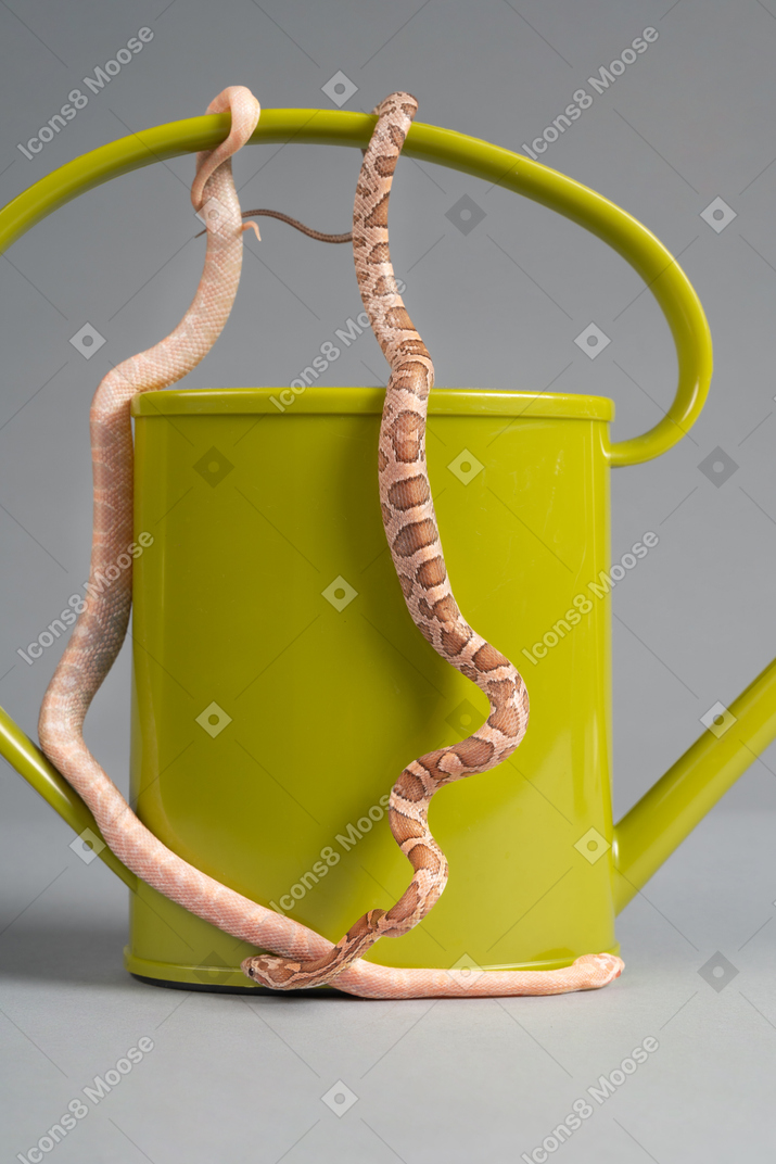 Two little corn snakes curving around a water can