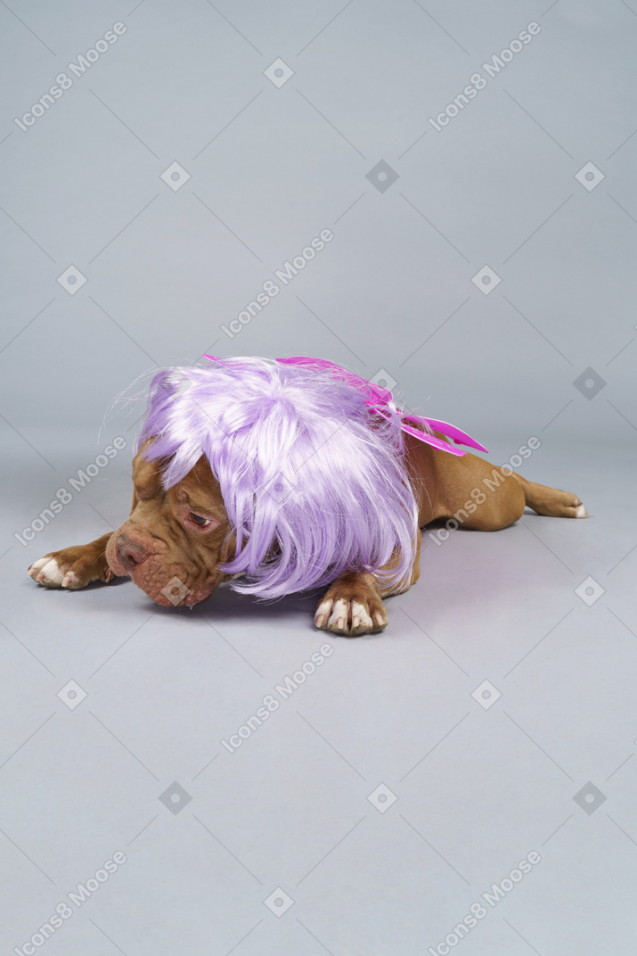 Вид спереди усталой собаки-феи в фиолетовом парике, лежащей и смотрящей вниз