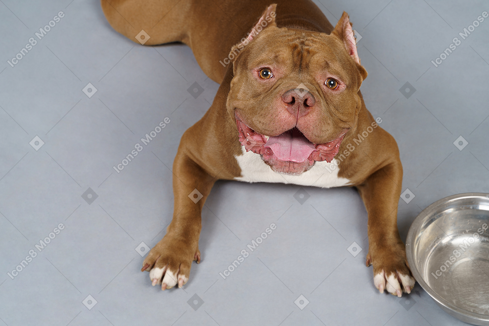 Close-up of a brown bulldog lying next to steel bowl and looking up