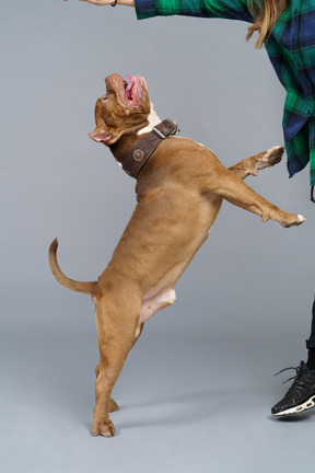 Side view of an energetic brown bulldog jumping