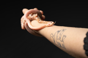 Two little snakes on human's hand