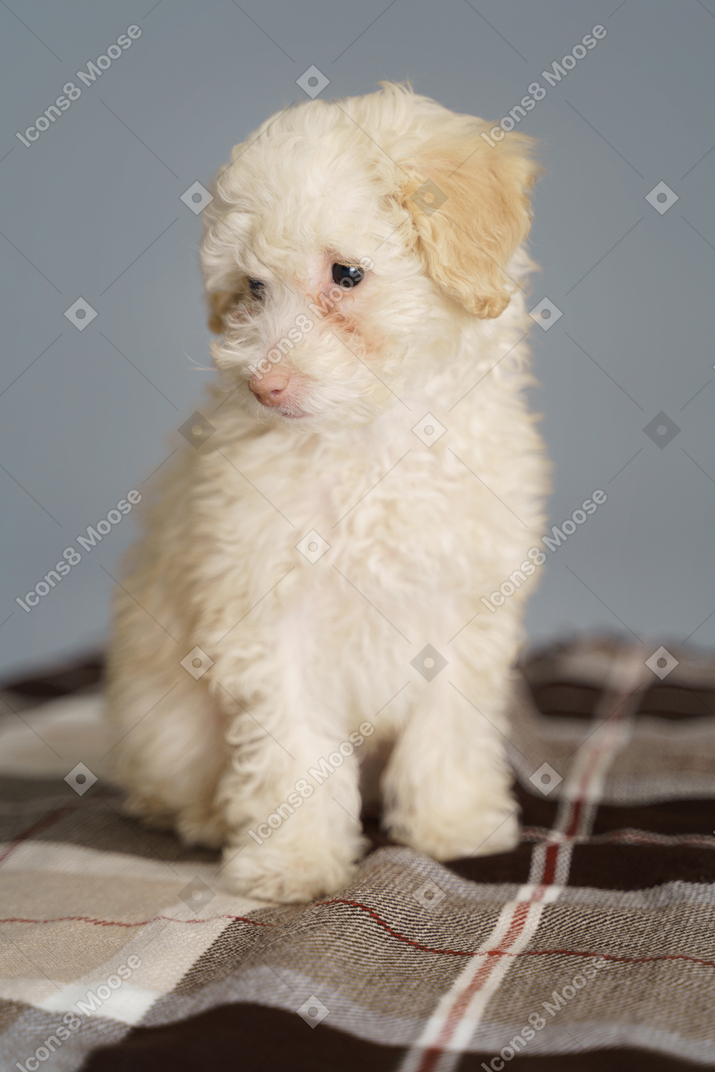 Front view of a cute poodle sitting on a blanket and looking down