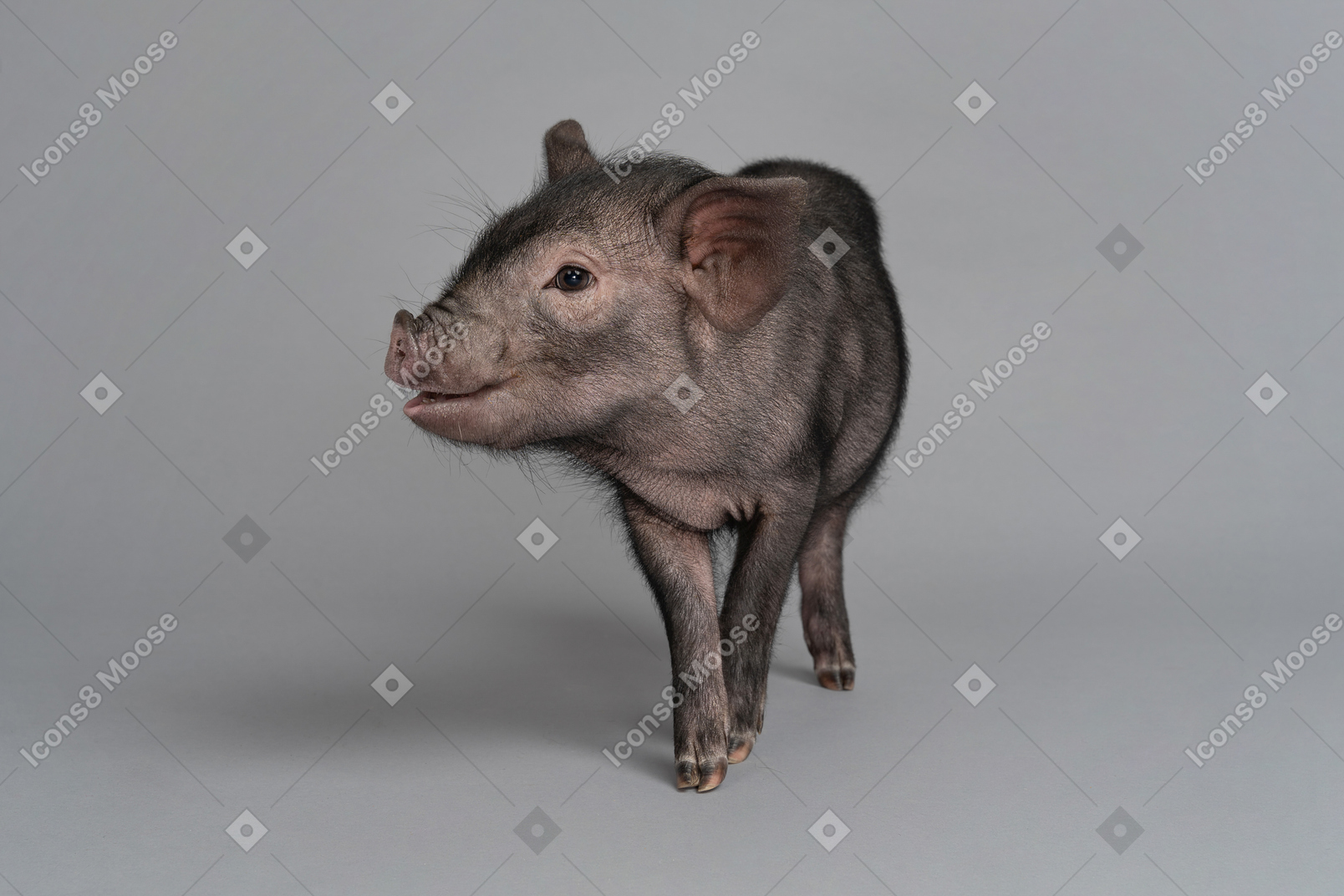 Cerdo en miniatura mostrándose