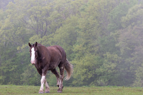 Tiere