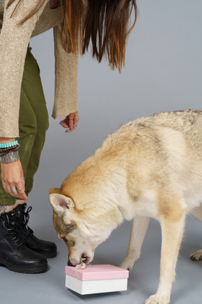 Close-up of a young woman presenting a gift to her wolf-like dog