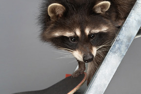 Un mignon raton laveur sur un escabeau touchant une planche à roulettes