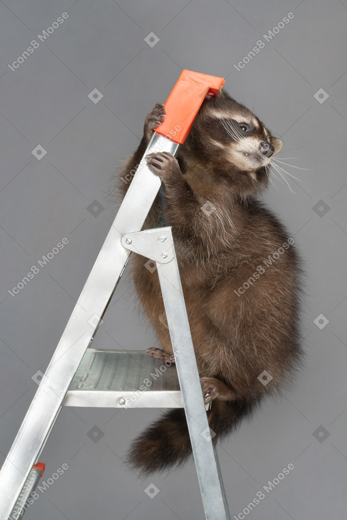 A cute raccoon on a stepladder