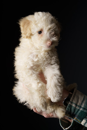 Poodle branco em mãos humanas isoladas em preto