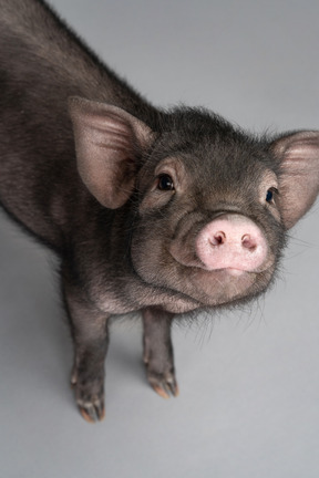 Cute little piglet looking at the camera