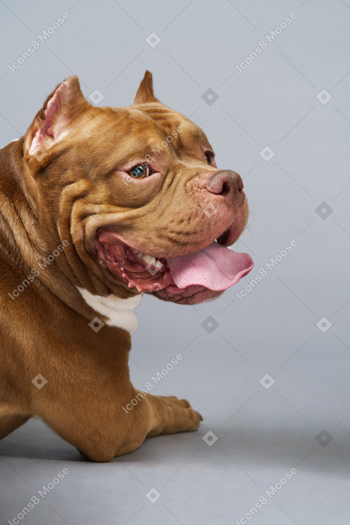 Close-up of a brown bulldog lying and looking straight