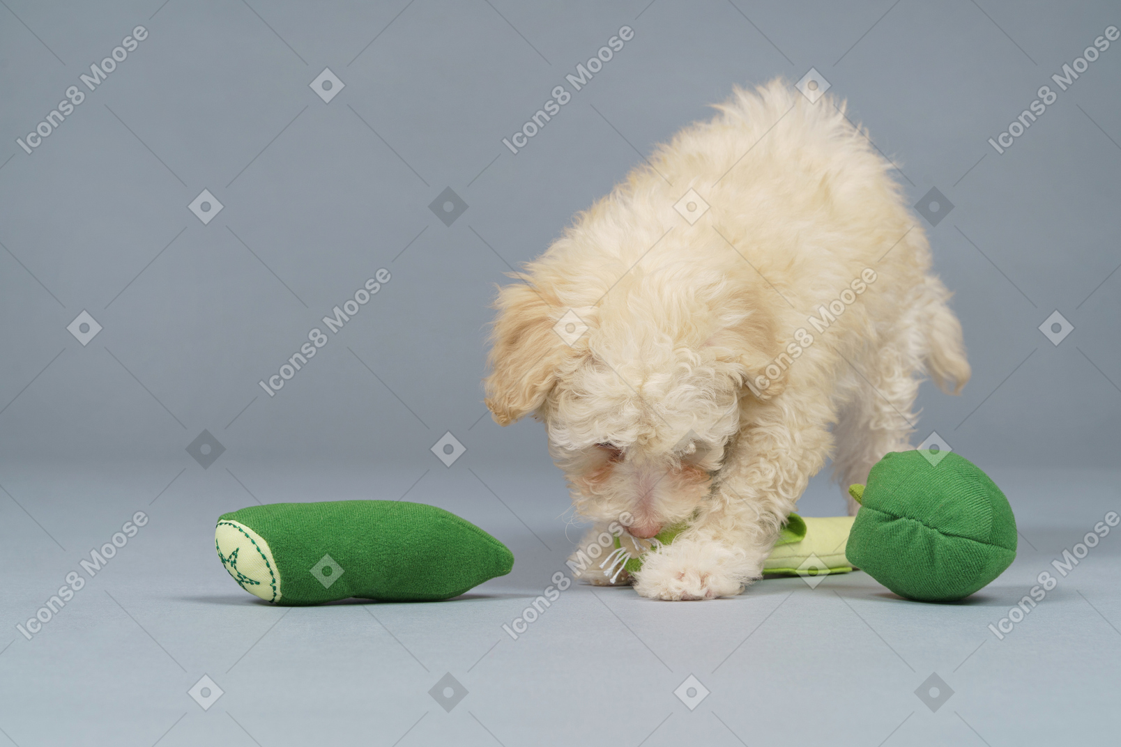 De corpo inteiro de um pequeno poodle brincando com vegetais de brinquedo