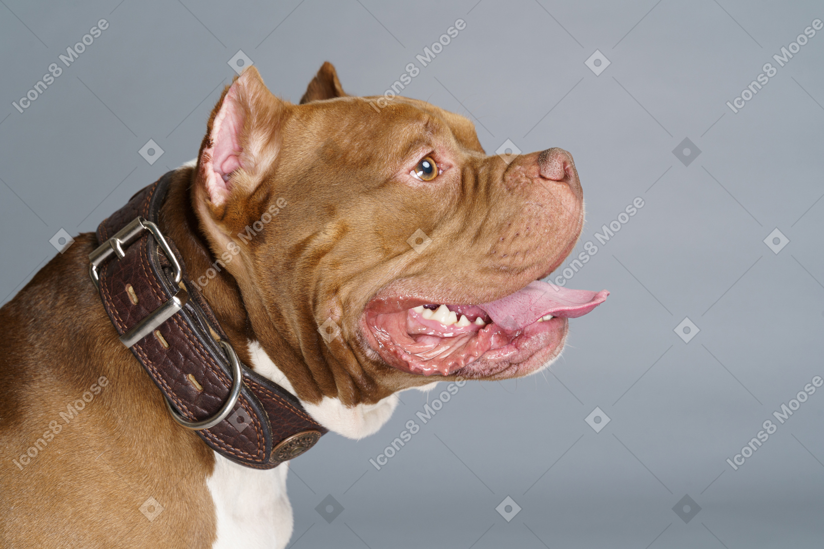 Side view of a brown bulldog wearing a dog collar