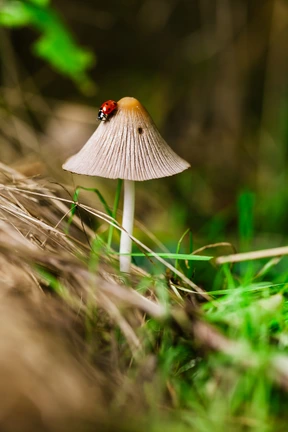 Naturaleza