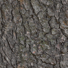 Bark texture