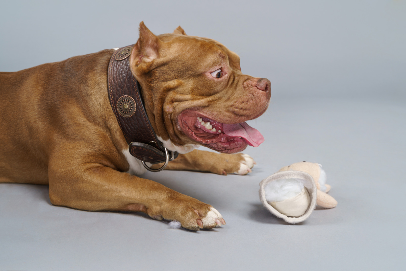 Side view of a brown bulldog with a toy bunny looking aside