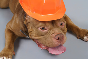 Vista de cima, um bulldog marrom com capacete laranja olhando para a câmera