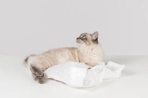 Gatto ragdoll bianco-marrone, sdraiato su un sacchetto di plastica bianco