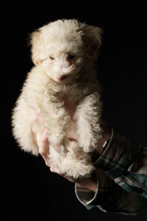 Caniche blanco en manos humanas aislado en negro