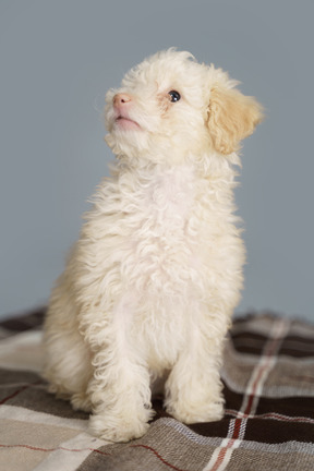 Vista frontal de um poodle fofo sentado em um cobertor e levantando a cabeça